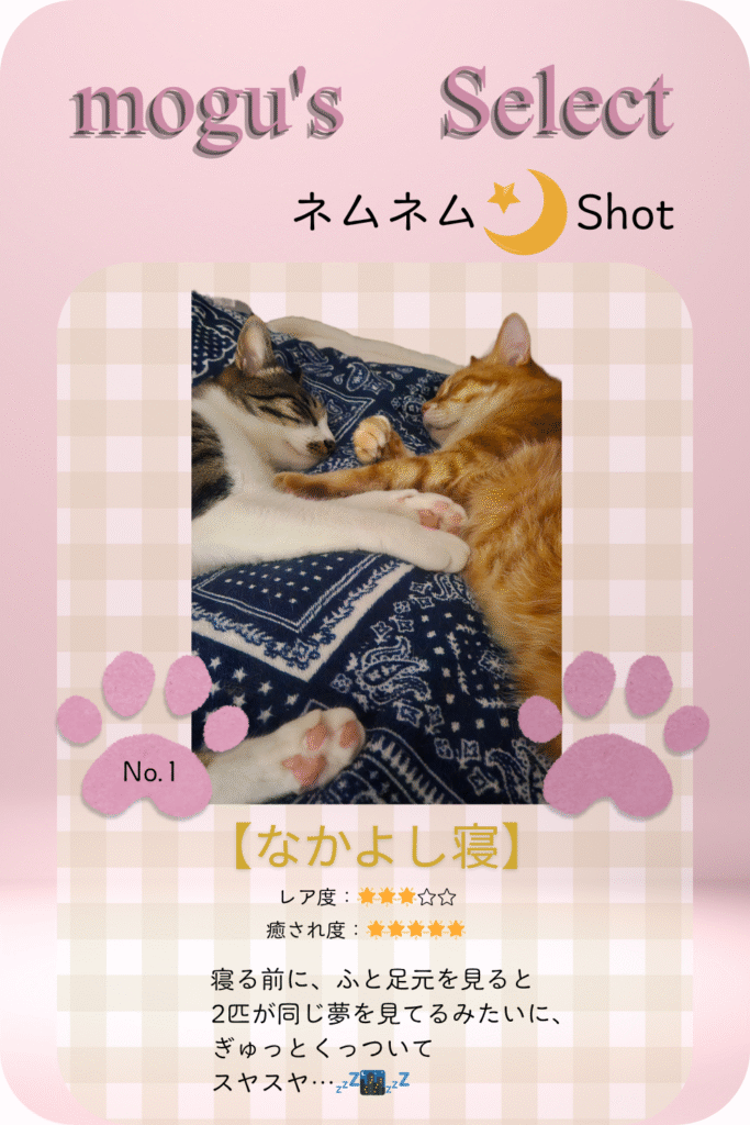 猫の寝顔