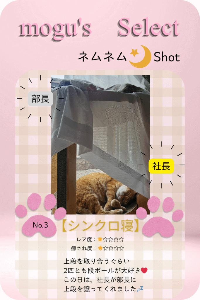 猫の寝顔➂