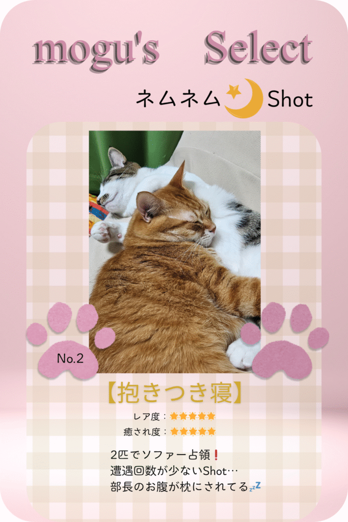 猫の寝顔②