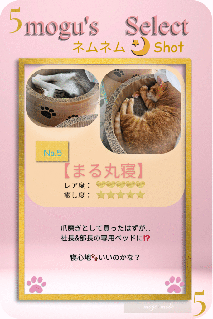 猫の寝顔⑤